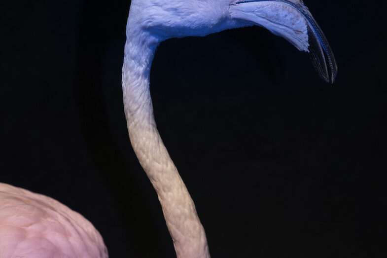 Verfärbter Flamingo