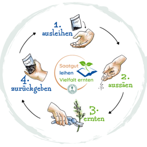 Logo des Projekts Saatgut leihen - Vielfalt ernten mit Erläuterung des Projektkreislaufs__logo of the project Saatgut leihen - Vielfalt ernten, explaining the project cycle