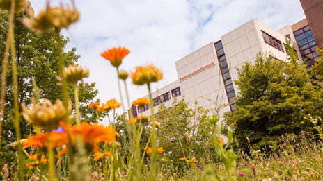 Foto von einer Blumenwiese im Fokus, im Hintergrund ist ein Gebäude erkennbar.