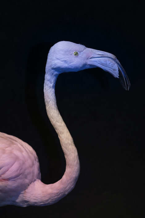 Verfärbter Flamingo